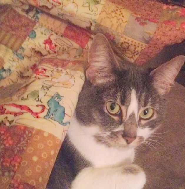 Constance Pereyni Collage Artist