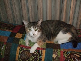 Ellie Marie, rescued by Purrfect Pals, resting on her quilt in her new home