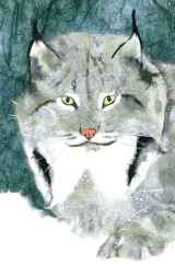 Canada Lynx, detail Constance Perenyi, 2013