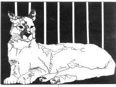 Cougar, Pen and Ink, Constance Perenyi, 1990