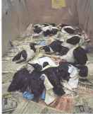 Oiled murres awaiting cleaning, Living Bird Quarterly