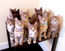 Jungle Kittens , picture by Shelly Roche