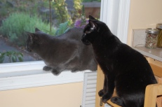 Siberia and Sam watching birds together
